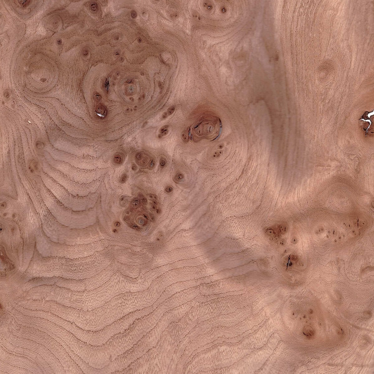 Elm Burr wood veneer for internal doors